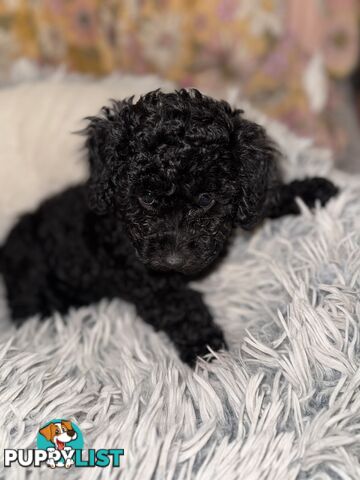 Toy poodle pups