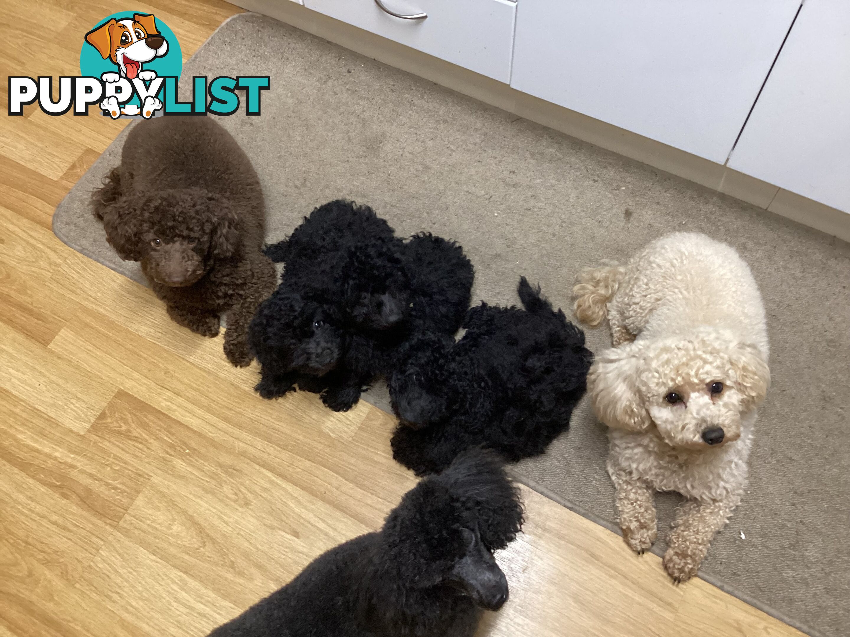 Toy poodle pups