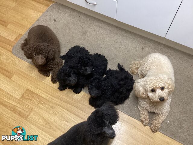 Toy poodle pups