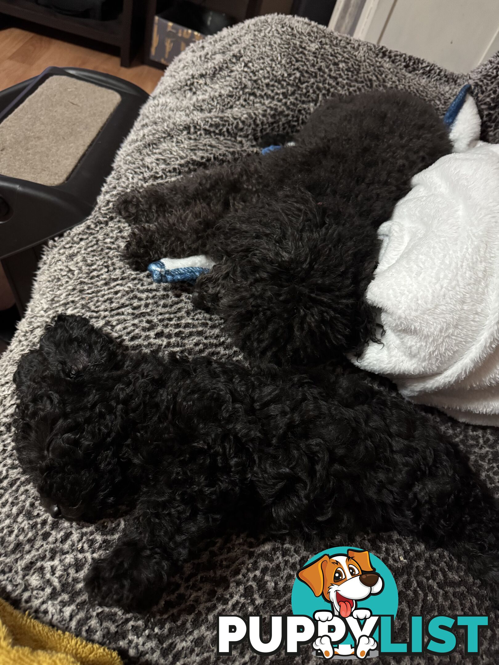 Toy poodle pups