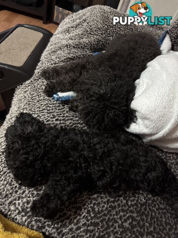 Toy poodle pups