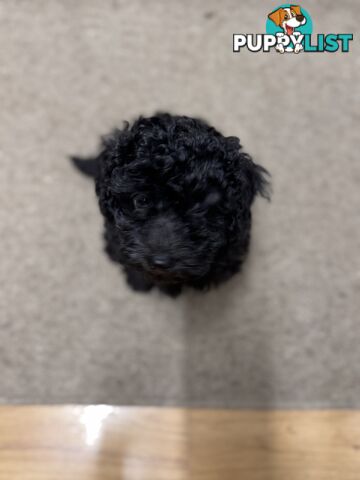 Toy poodle pups