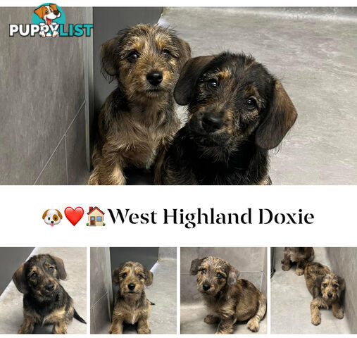 DashieXWestie WEST HIGHLAND DOXIE