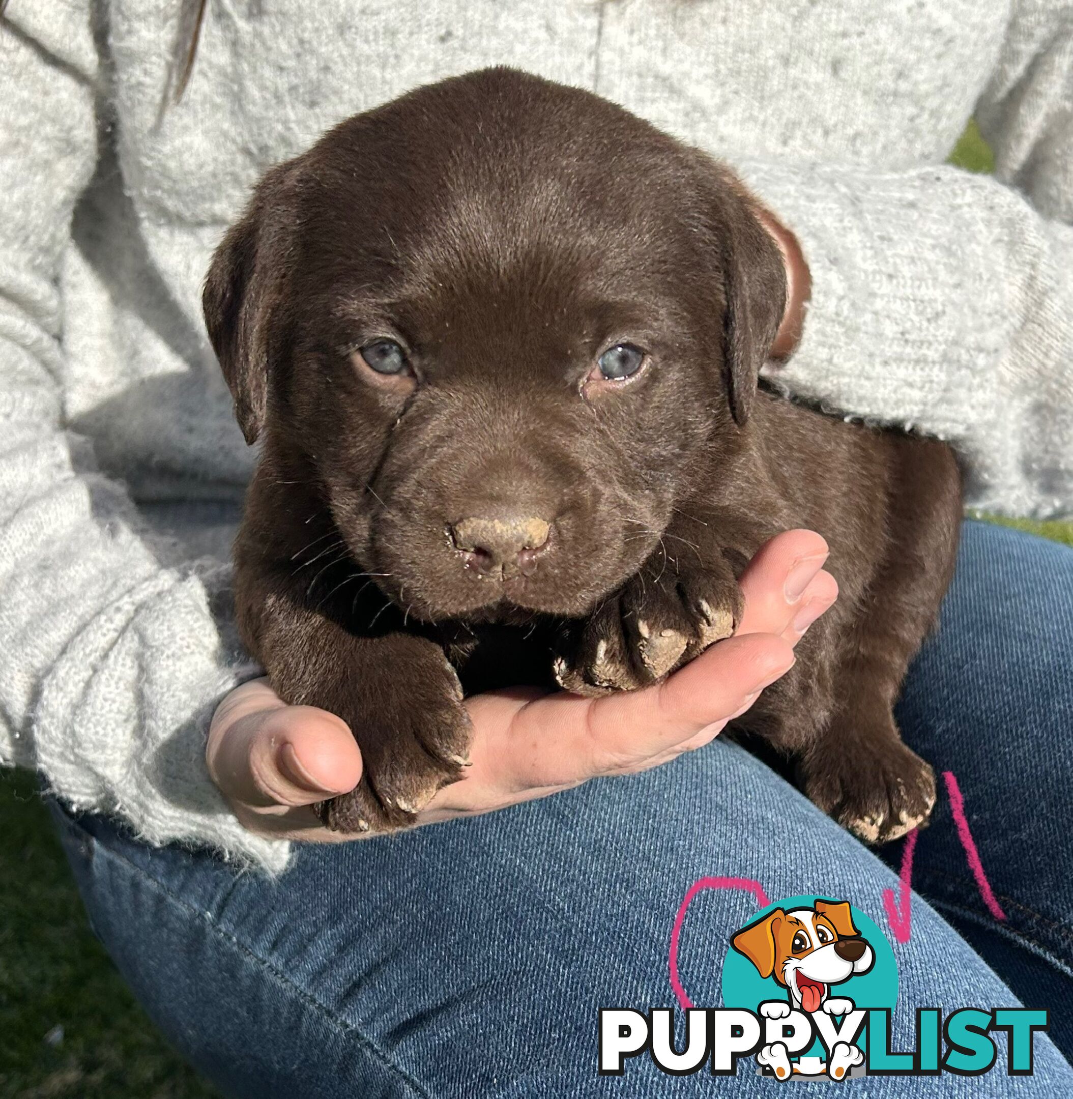 Chocolate Labrador