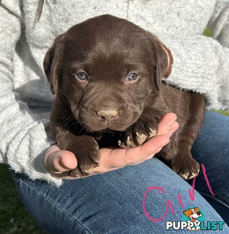 Chocolate Labrador