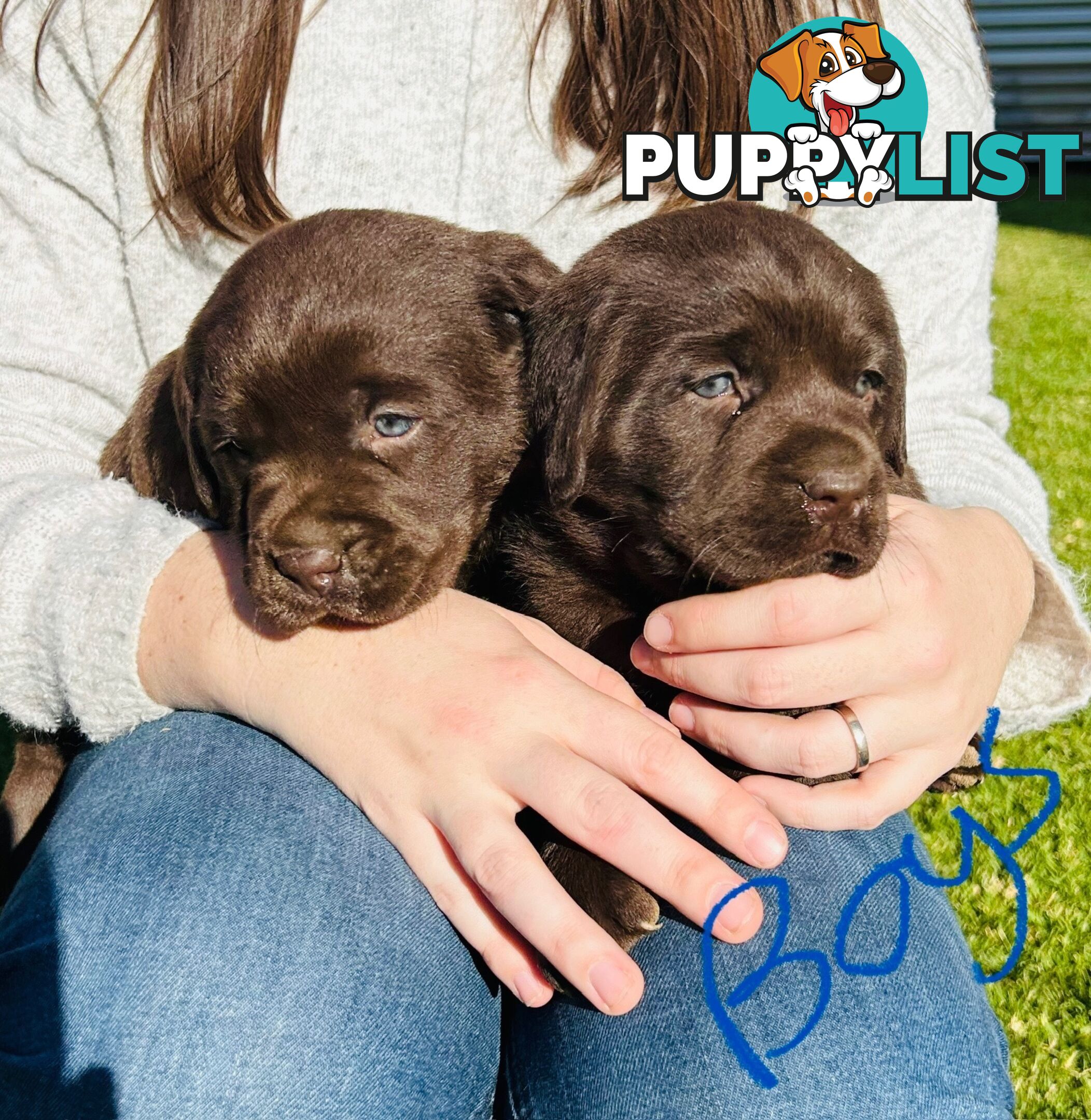 Chocolate Labrador