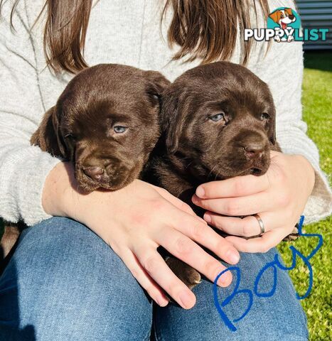 Chocolate Labrador