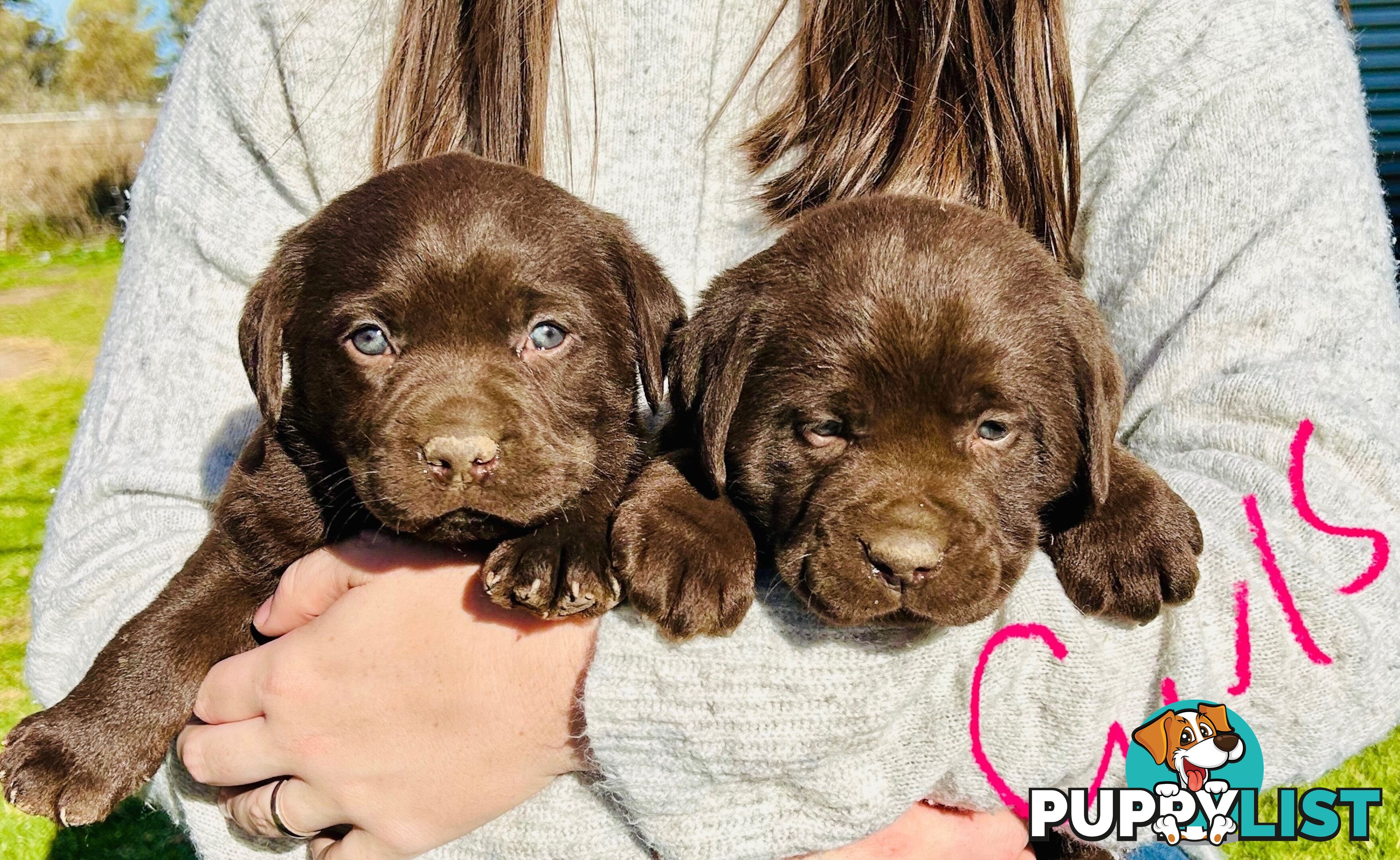 Chocolate Labrador