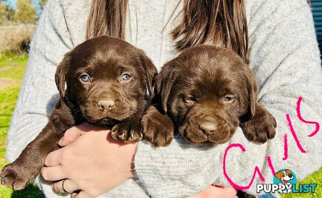 Chocolate Labrador