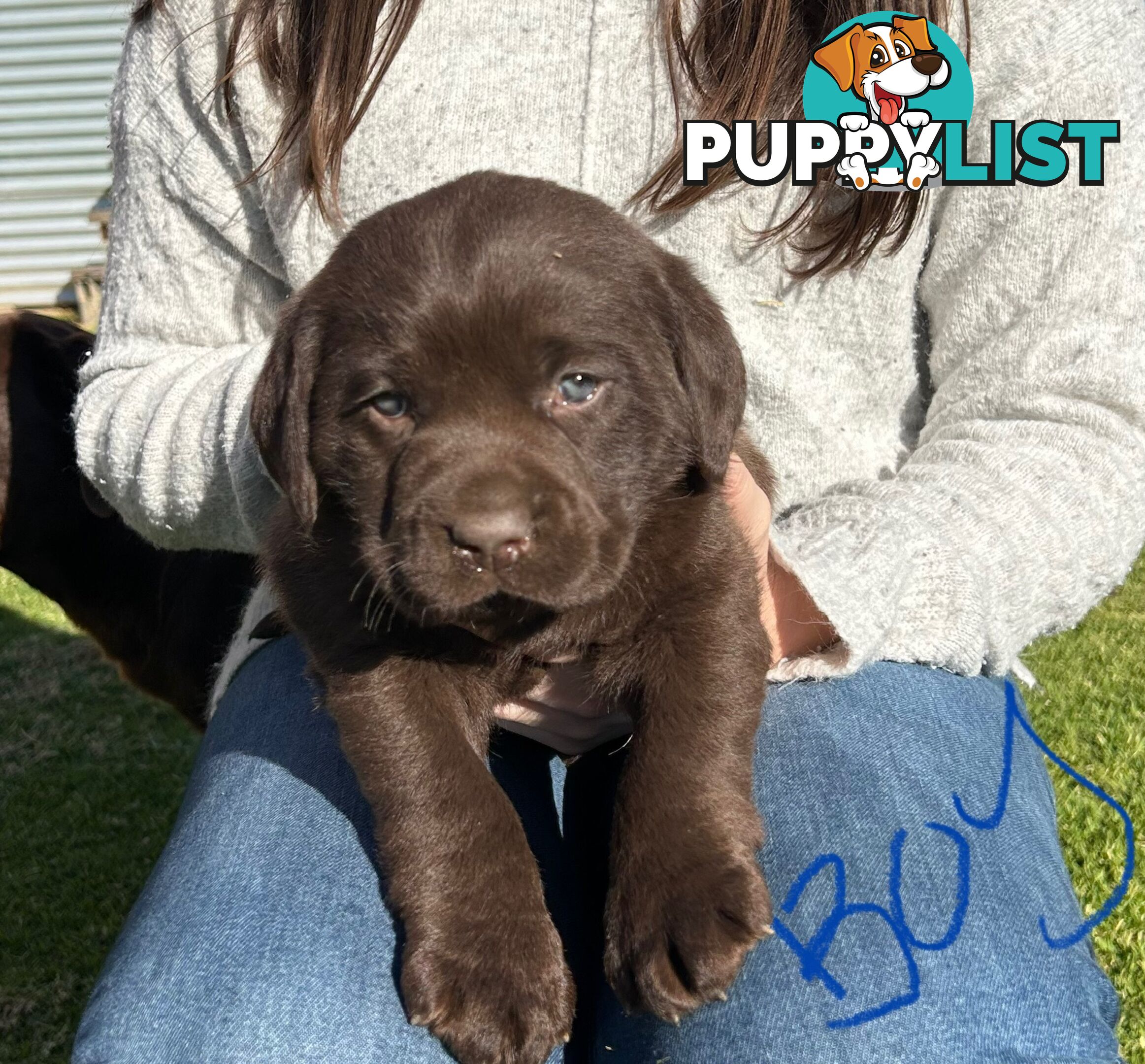 Chocolate Labrador