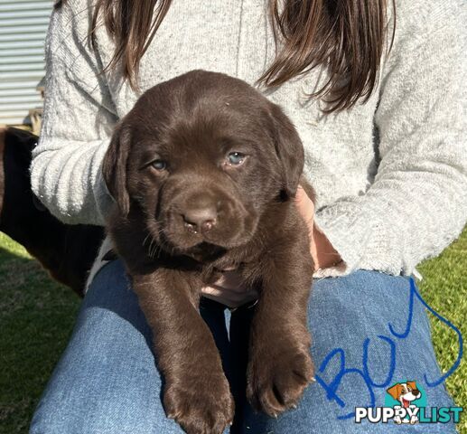 Chocolate Labrador