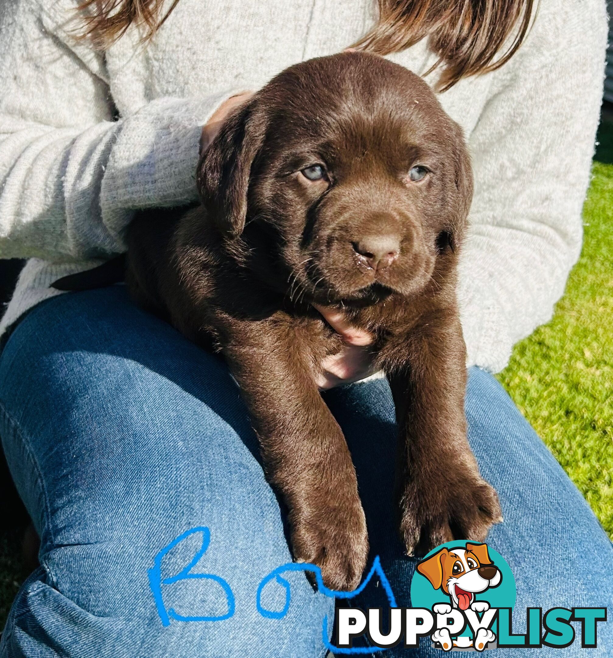 Chocolate Labrador