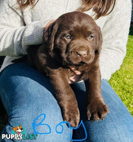 Chocolate Labrador