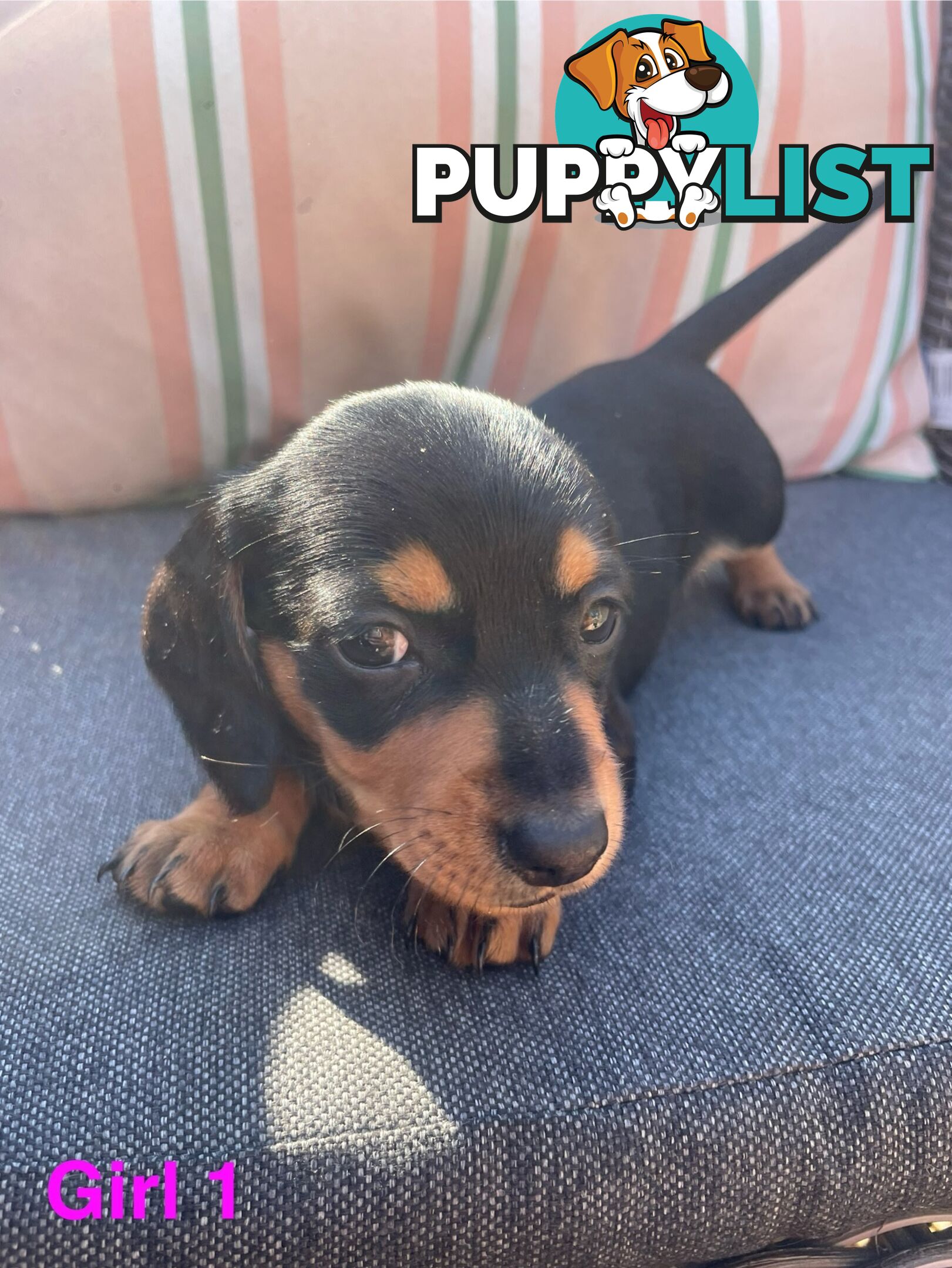 ❤️ Worlds cutest Mini Dachshund Puppies ❤️