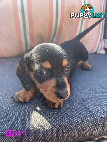 ❤️ Worlds cutest Mini Dachshund Puppies ❤️