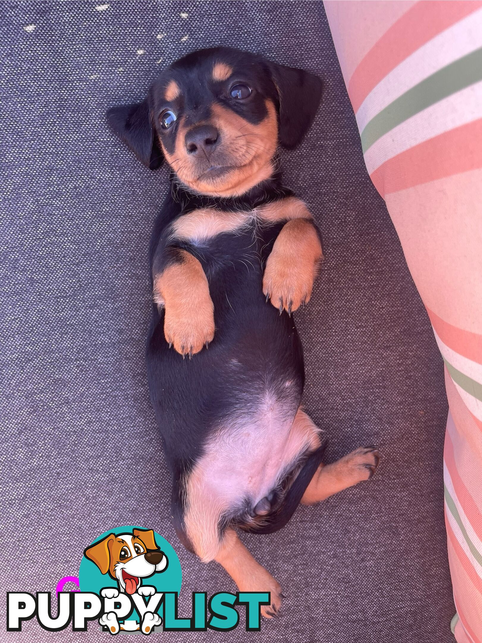 ❤️ Worlds cutest Mini Dachshund Puppies ❤️