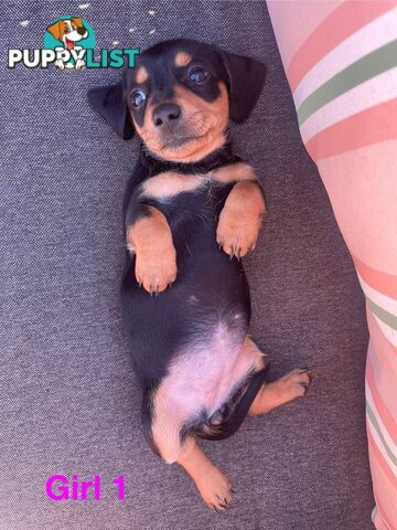 ❤️ Worlds cutest Mini Dachshund Puppies ❤️