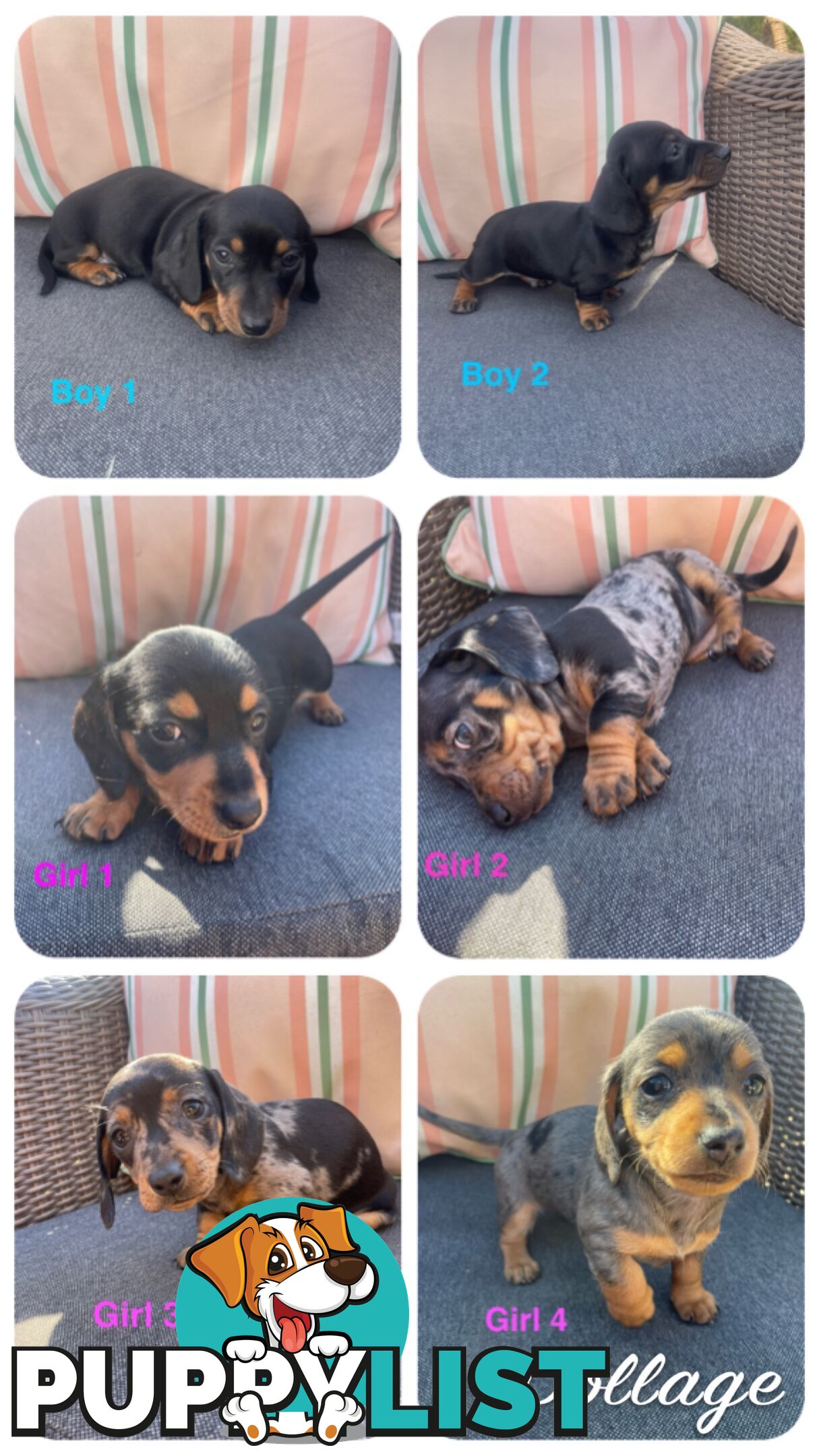 ❤️ Worlds cutest Mini Dachshund Puppies ❤️
