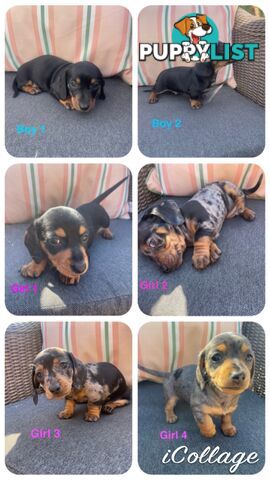 ❤️ Worlds cutest Mini Dachshund Puppies ❤️