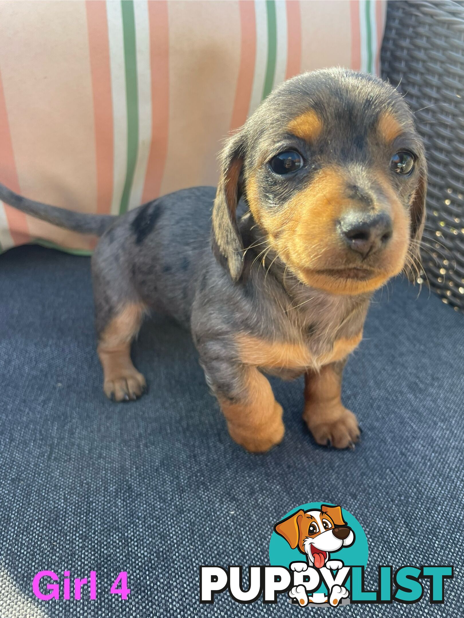 ❤️ Worlds cutest Mini Dachshund Puppies ❤️