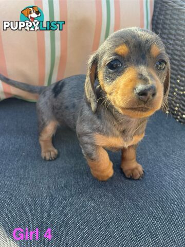 ❤️ Worlds cutest Mini Dachshund Puppies ❤️