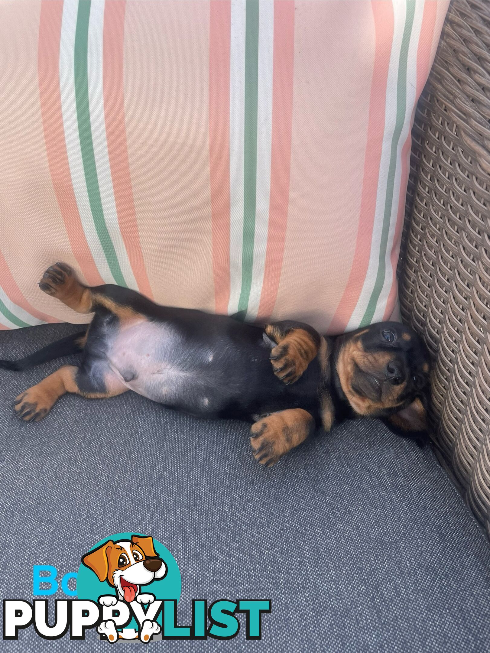 ❤️ Worlds cutest Mini Dachshund Puppies ❤️