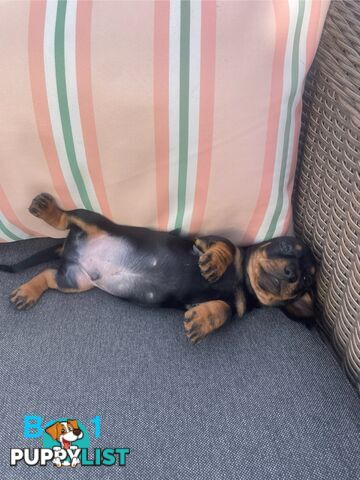 ❤️ Worlds cutest Mini Dachshund Puppies ❤️