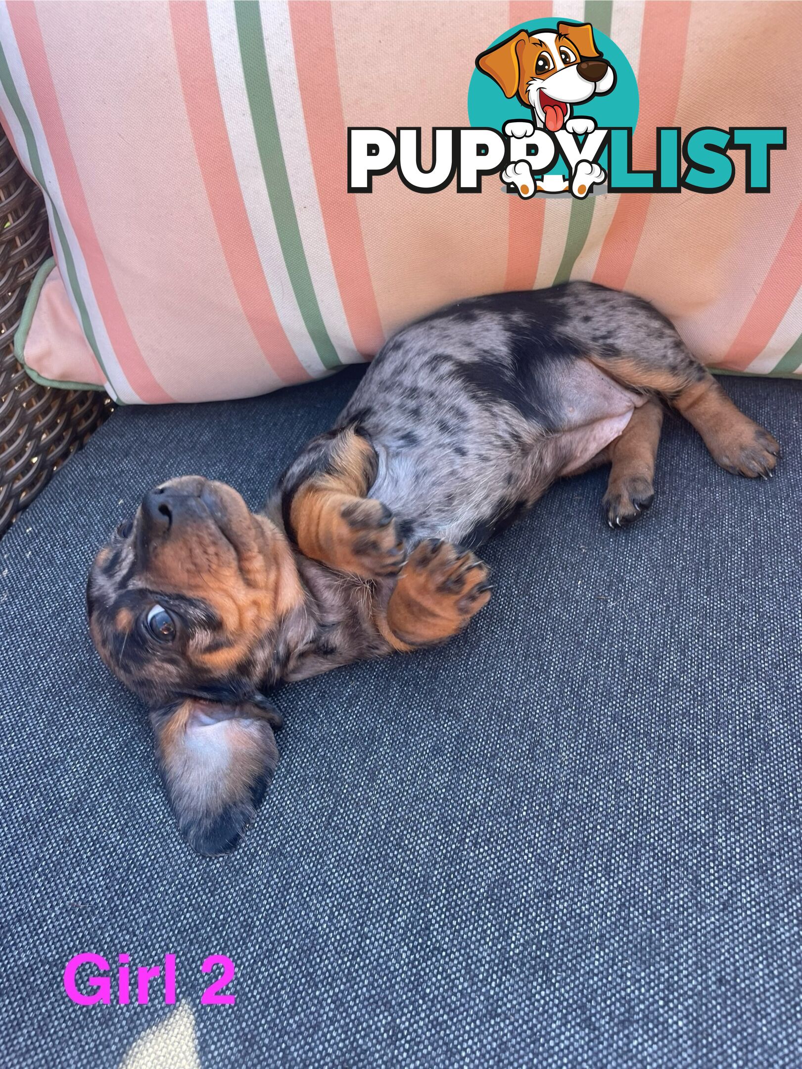 ❤️ Worlds cutest Mini Dachshund Puppies ❤️