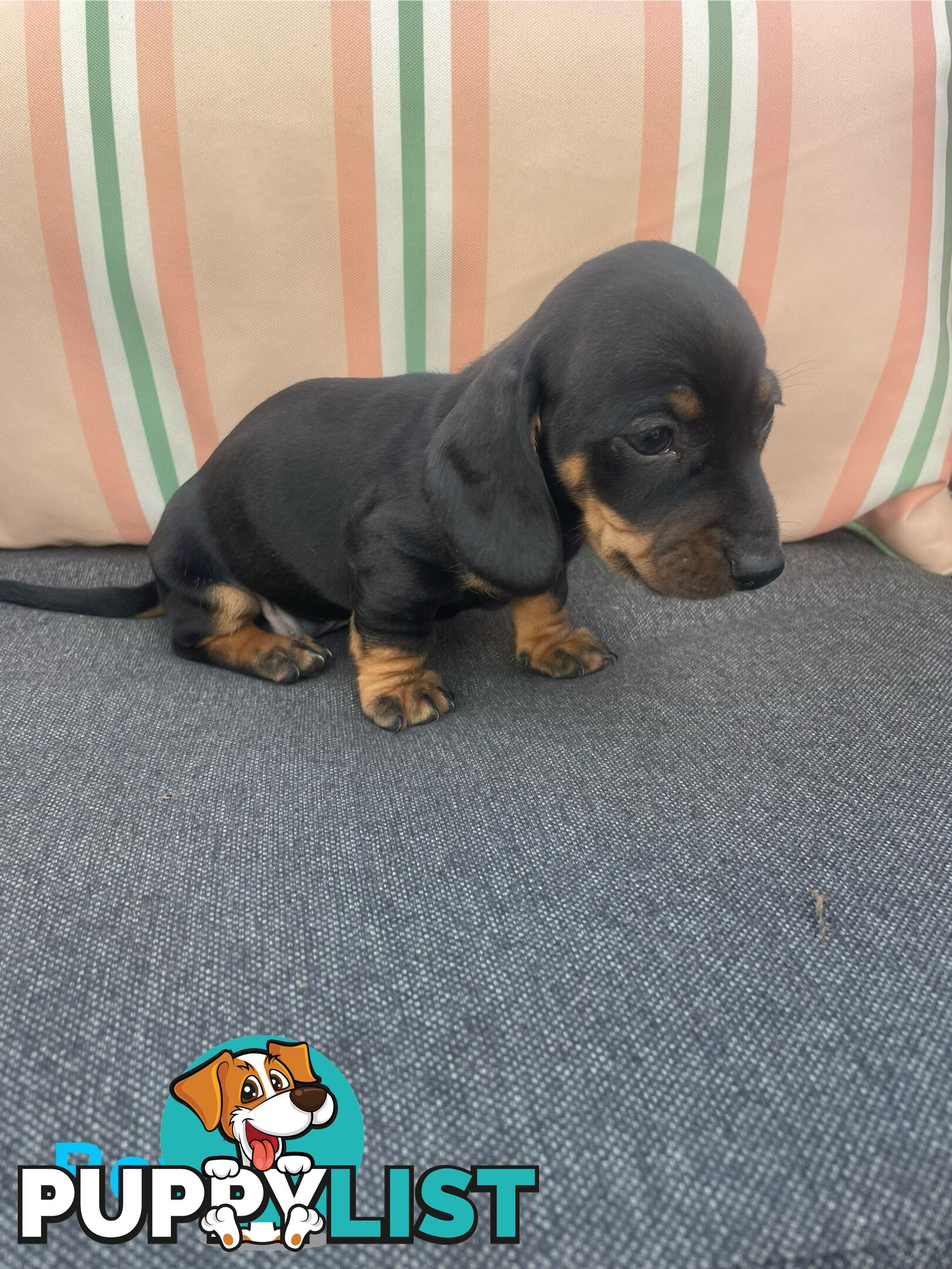 ❤️ Worlds cutest Mini Dachshund Puppies ❤️