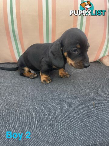 ❤️ Worlds cutest Mini Dachshund Puppies ❤️