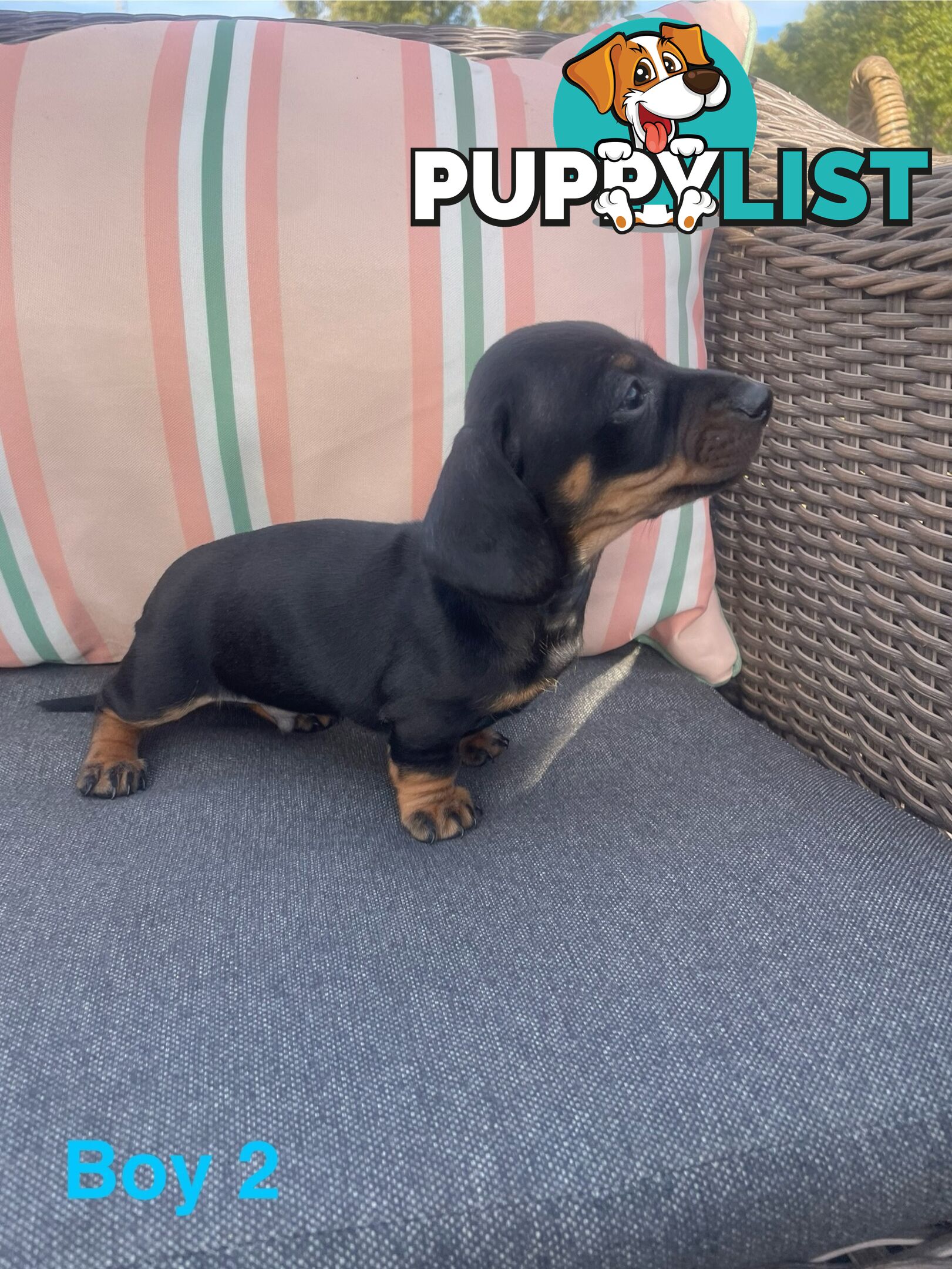 ❤️ Worlds cutest Mini Dachshund Puppies ❤️