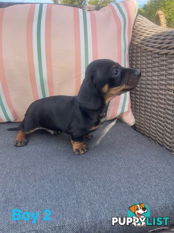 ❤️ Worlds cutest Mini Dachshund Puppies ❤️