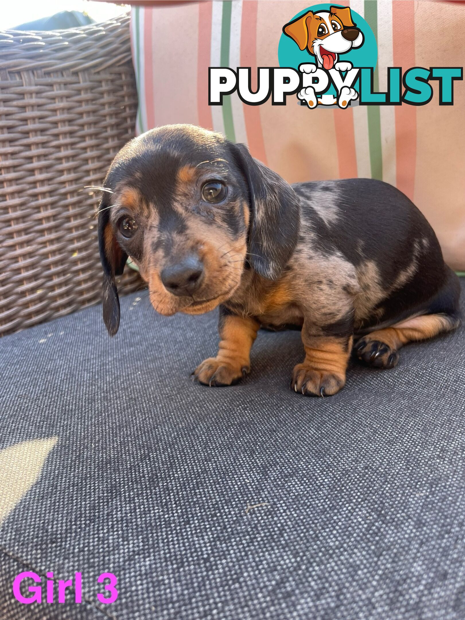 ❤️ Worlds cutest Mini Dachshund Puppies ❤️