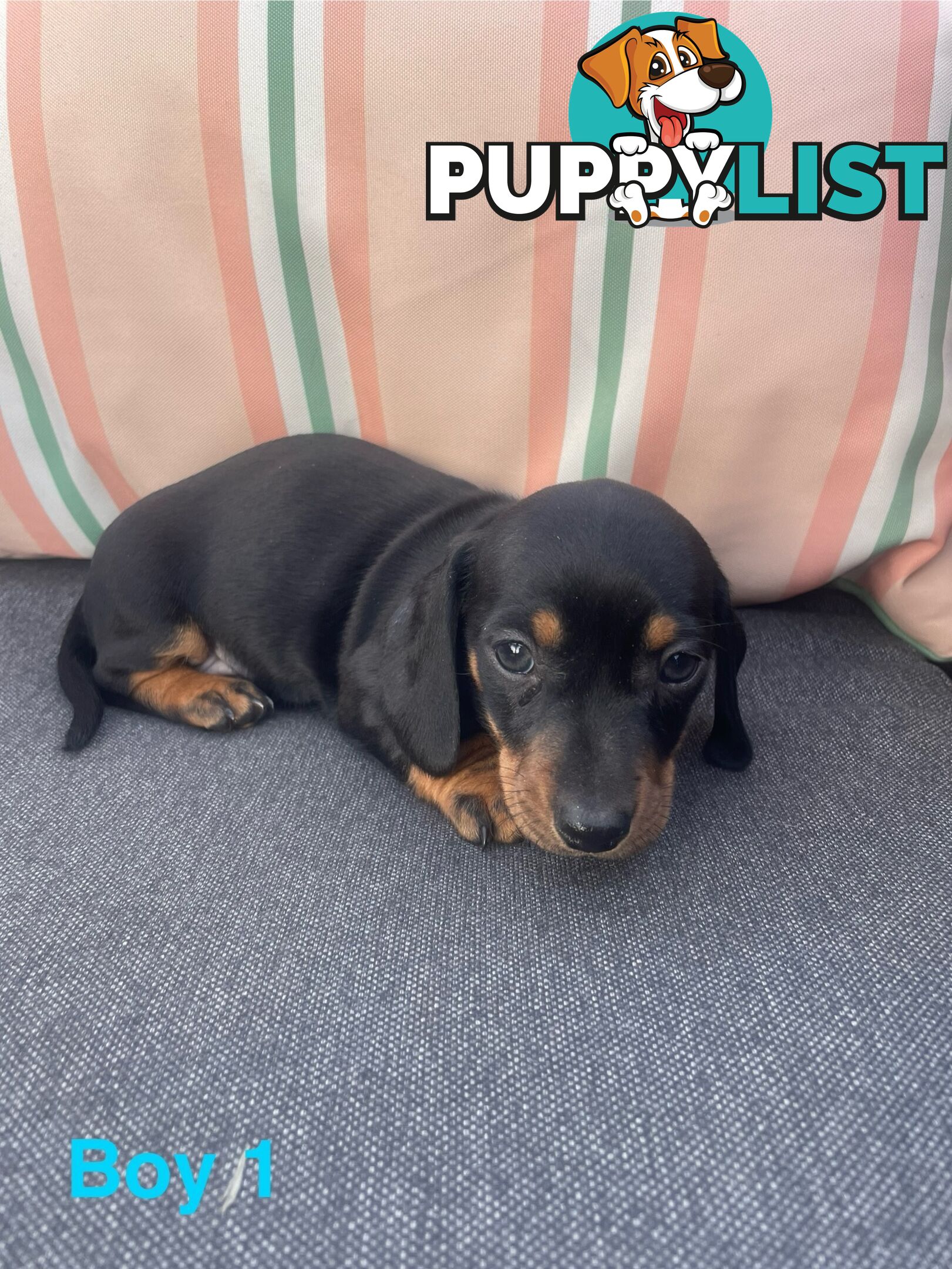 ❤️ Worlds cutest Mini Dachshund Puppies ❤️