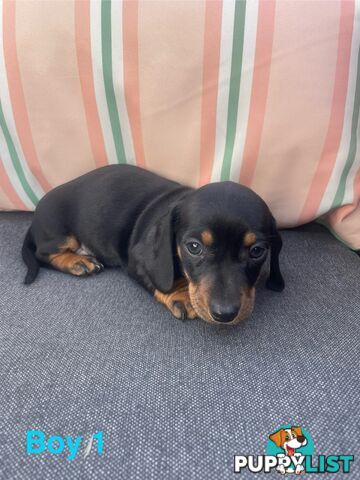 ❤️ Worlds cutest Mini Dachshund Puppies ❤️