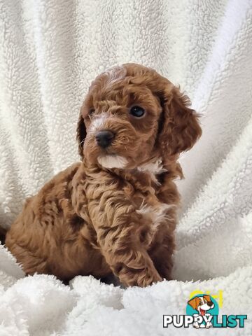 Toy Cavoodles DNA Clear