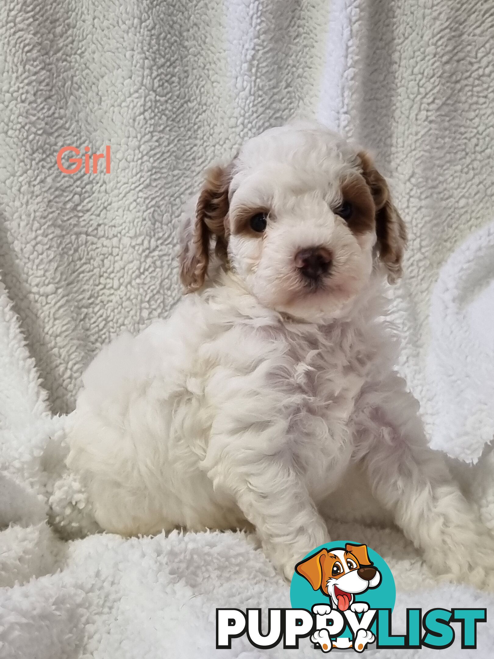 Toy Cavoodles DNA Clear