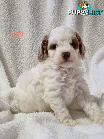 Toy Cavoodles DNA Clear