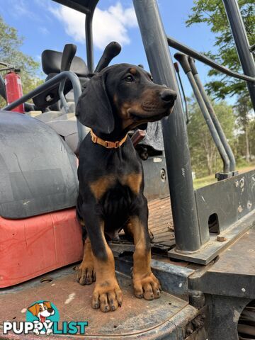 Pedigree European Dobermann Puppies