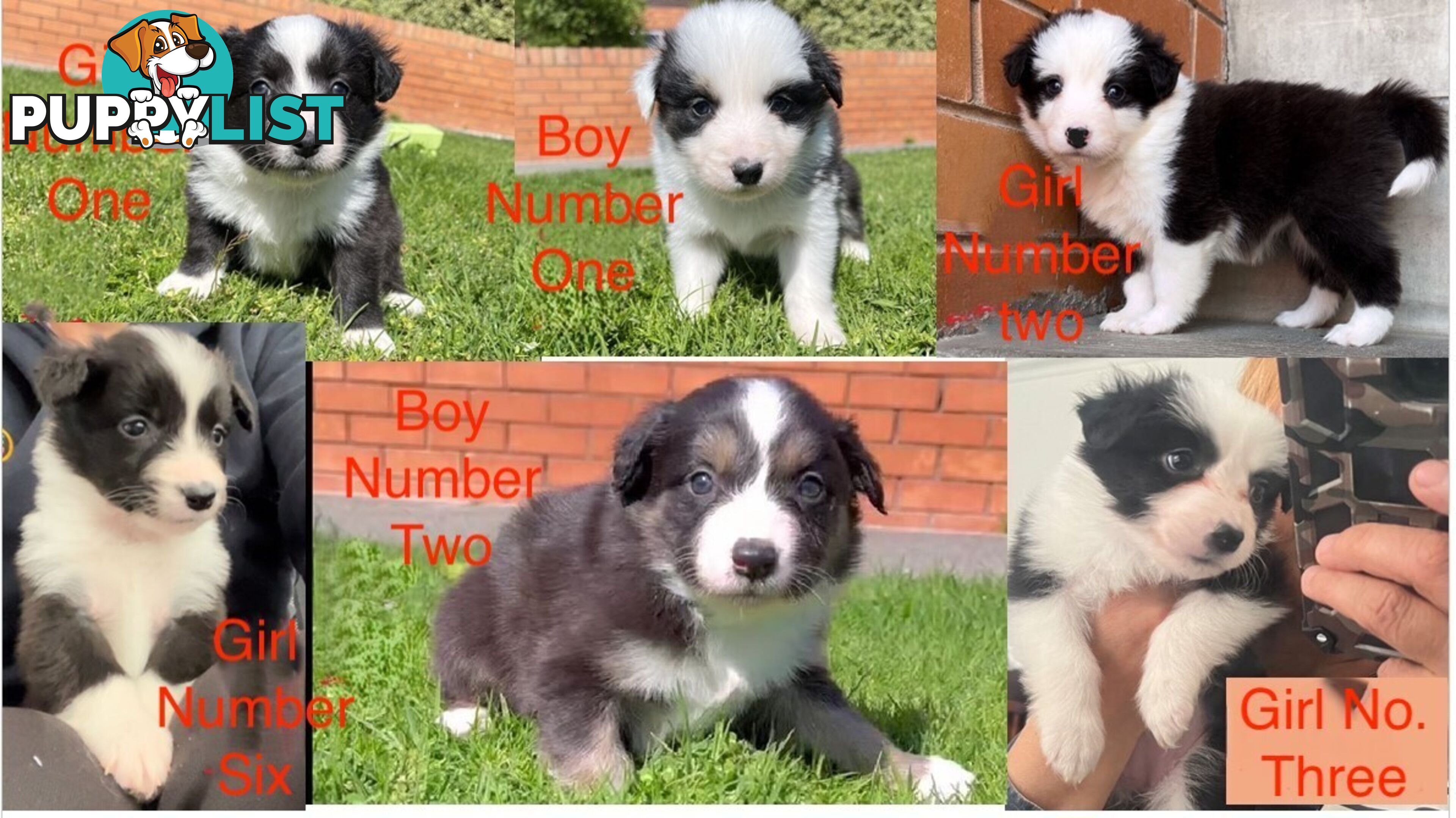 Tri-Colored Purebred Dual-Lineage Border Collie Puppies – Ready for Loving Homes!