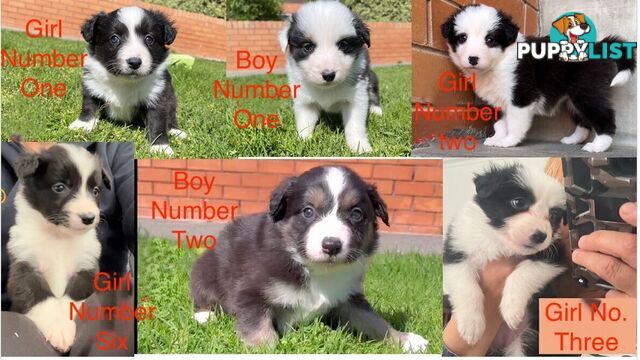 Tri-Colored Purebred Dual-Lineage Border Collie Puppies – Ready for Loving Homes!