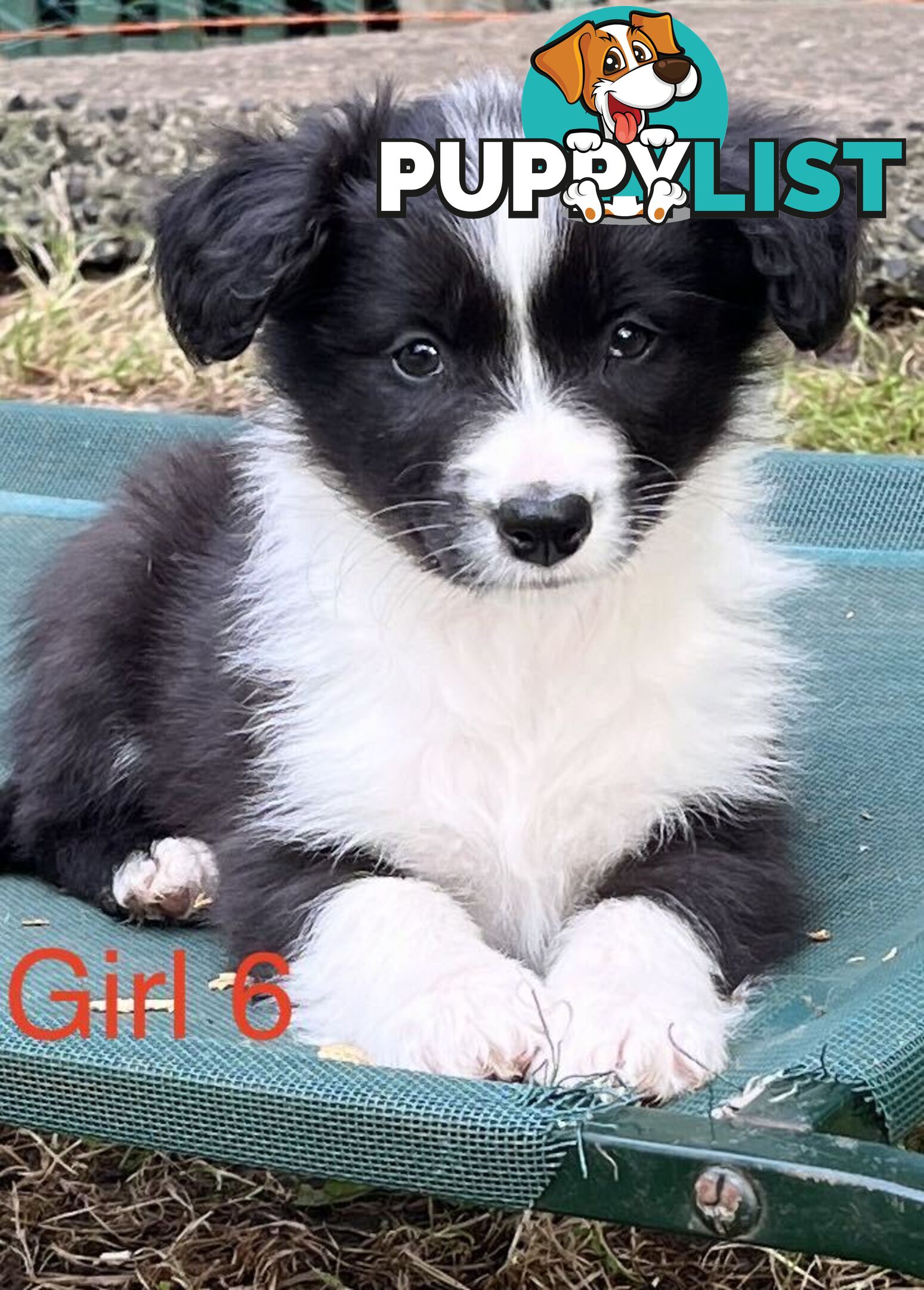 Tri-Colored Purebred Dual-Lineage Border Collie Puppies – Ready for Loving Homes!