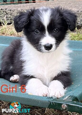 Tri-Colored Purebred Dual-Lineage Border Collie Puppies – Ready for Loving Homes!