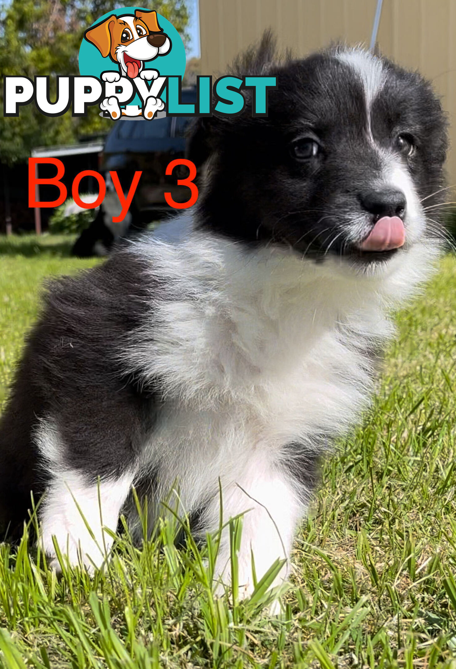 Tri-Colored Purebred Dual-Lineage Border Collie Puppies – Ready for Loving Homes!