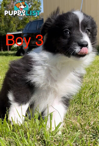 Tri-Colored Purebred Dual-Lineage Border Collie Puppies – Ready for Loving Homes!