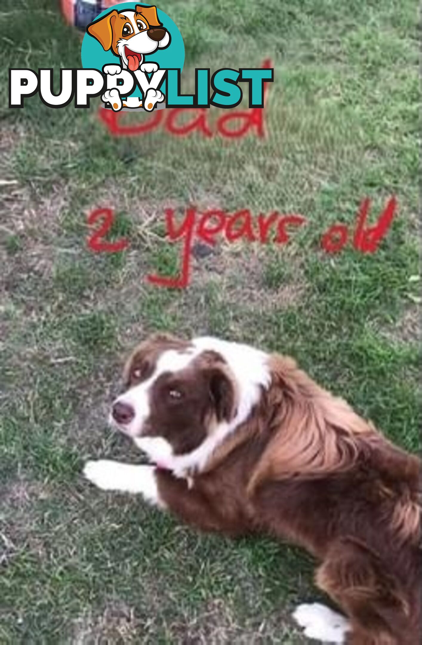 Tri-Colored Purebred Dual-Lineage Border Collie Puppies – Ready for Loving Homes!