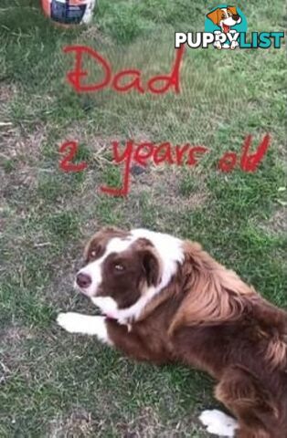 Tri-Colored Purebred Dual-Lineage Border Collie Puppies – Ready for Loving Homes!