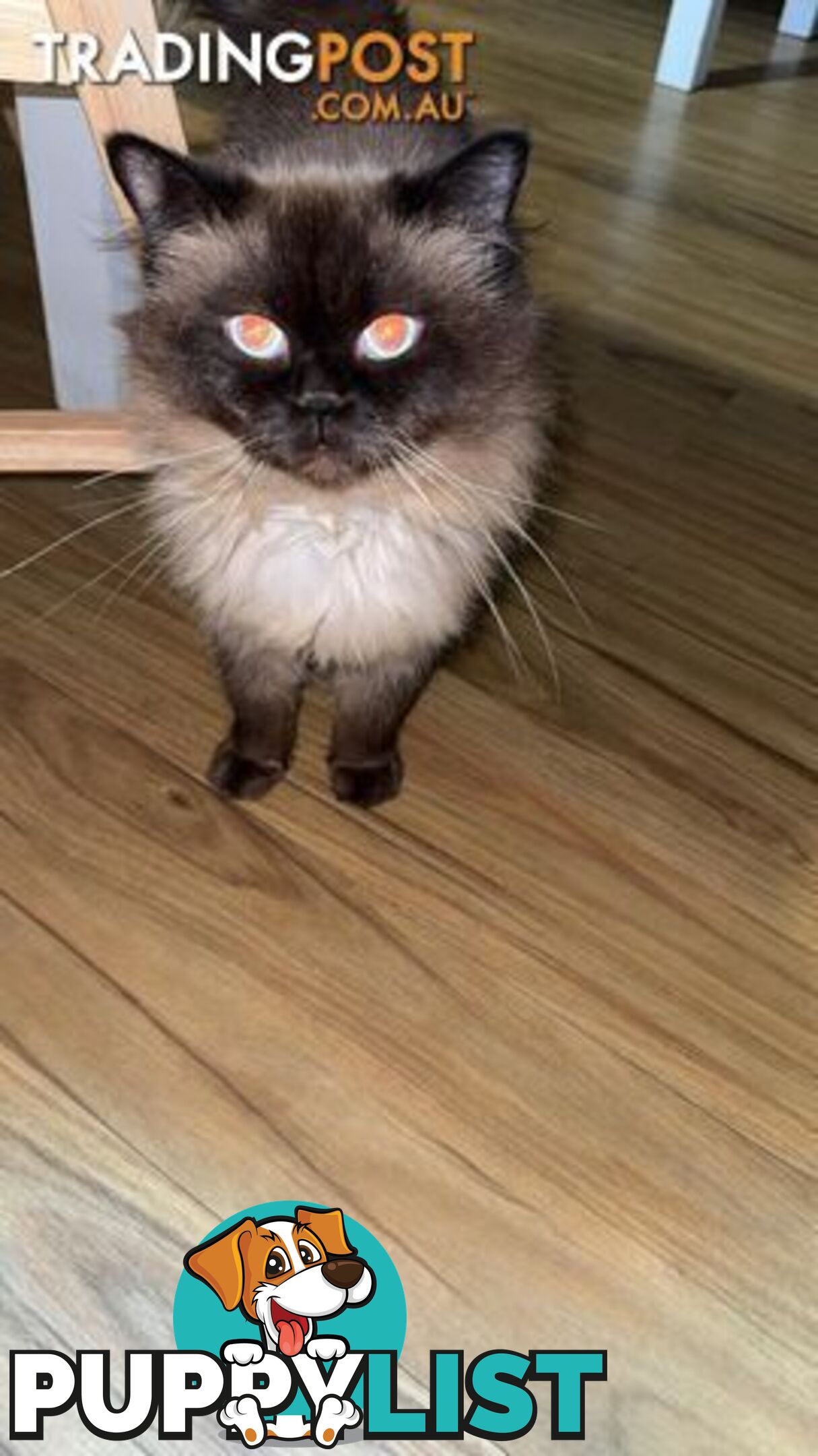 Ragdoll Kittens - DOB 15/02/2025