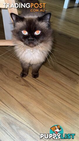 Ragdoll Kittens - DOB 15/02/2025