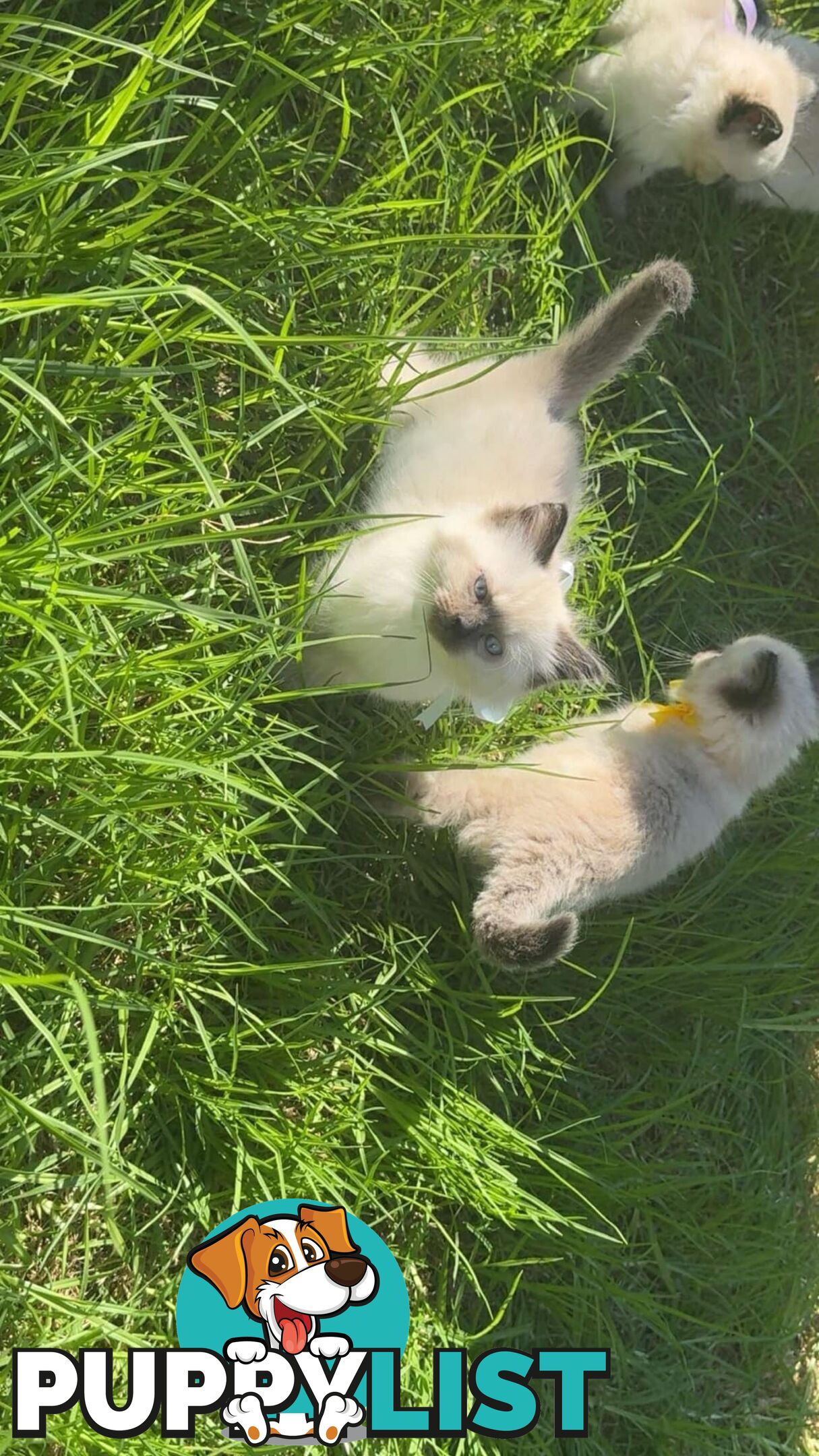 Ragdoll Kittens - DOB 15/02/2025